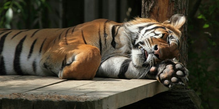 tijger rust uit op een plank 